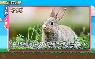 ウサギ